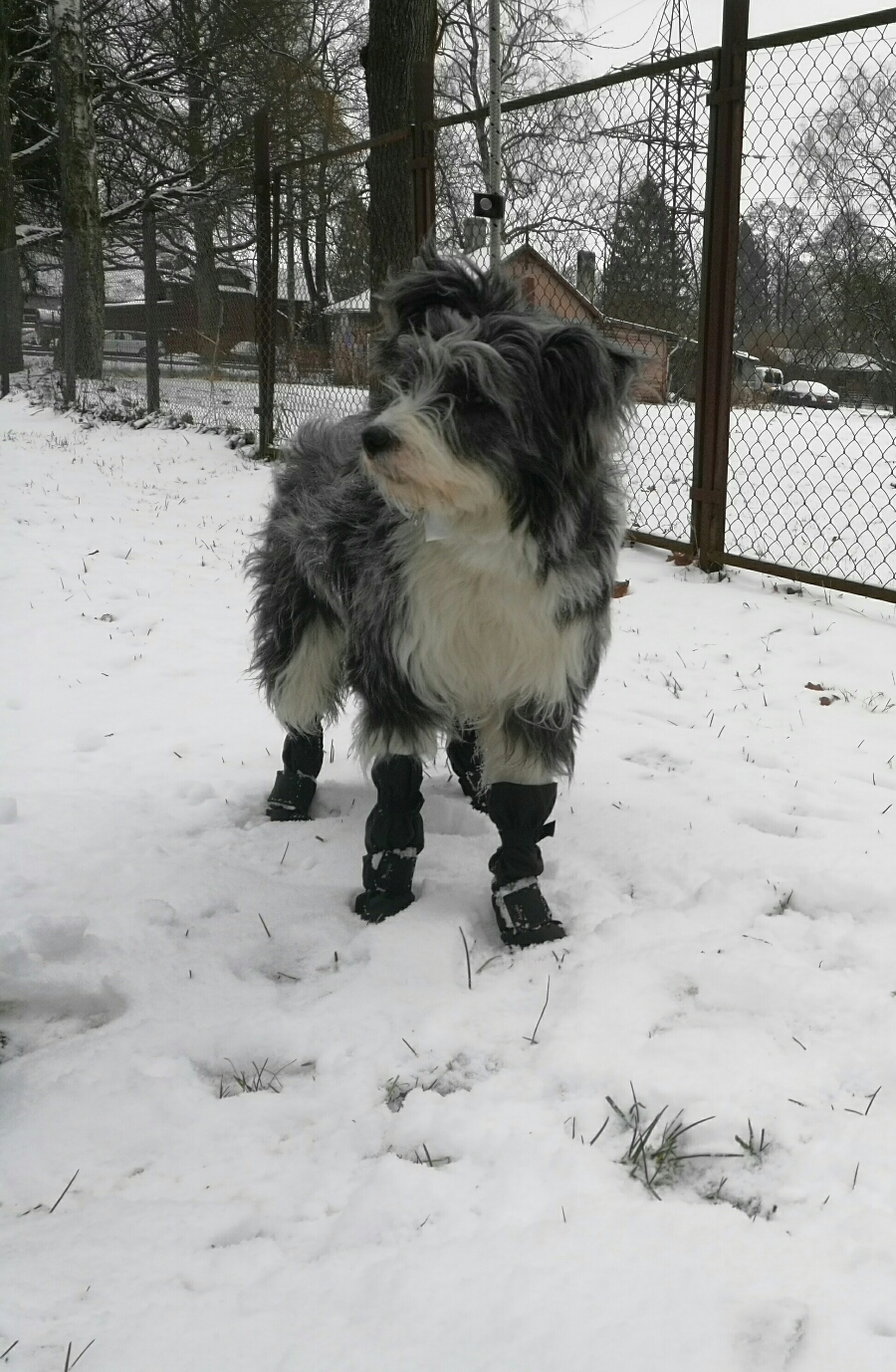 Suņu zābaciņi (iepakojumā 4 gabali)